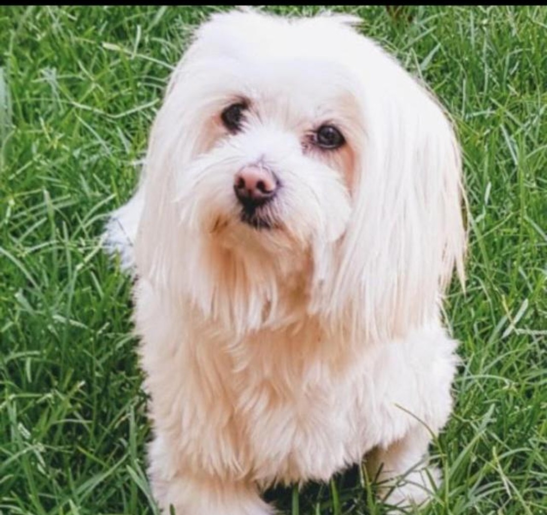 הפחדים של חיות המחמד בזמן במלחמה.